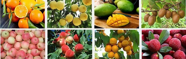 papaya crushing machine