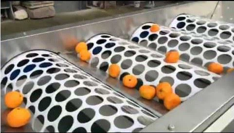 Garlic Sorting Machine