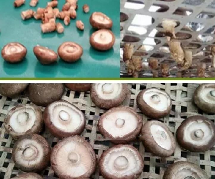 Mushroom Stipe Removing Machine